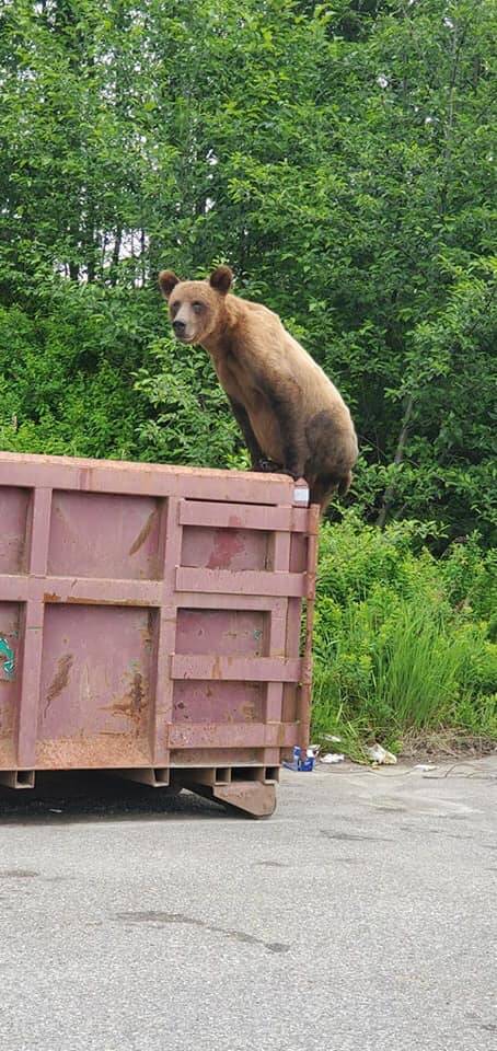 17299296_web1_Bear4