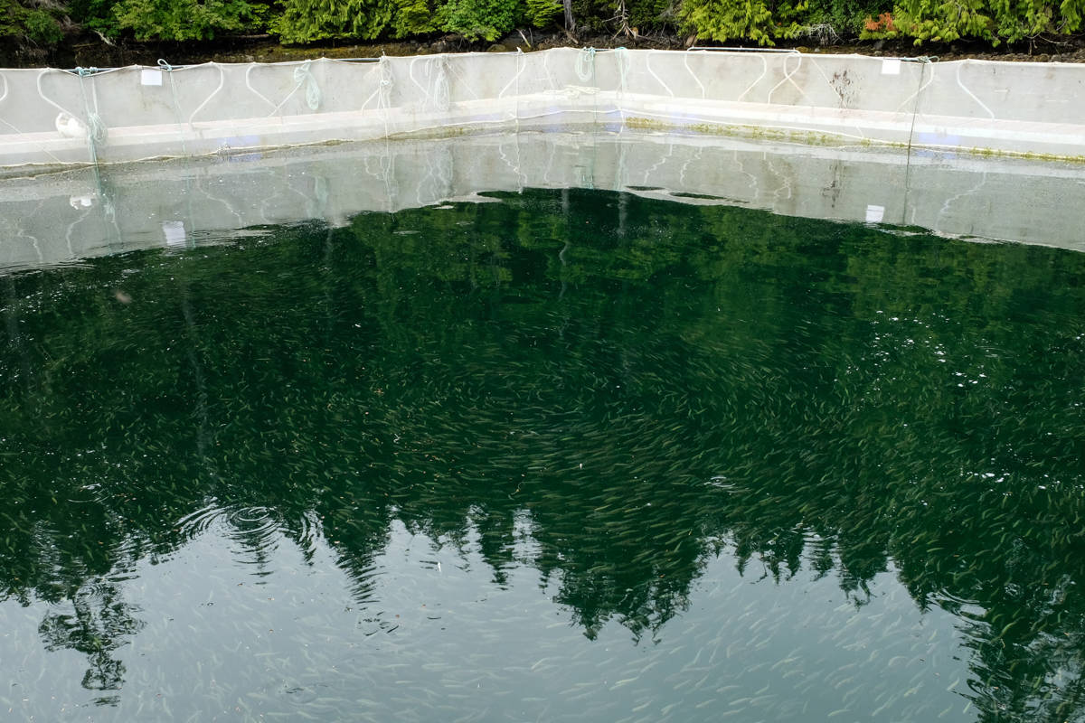 VIDEO: Salmon babies in safe haven on Vancouver Island before hitting open ocean