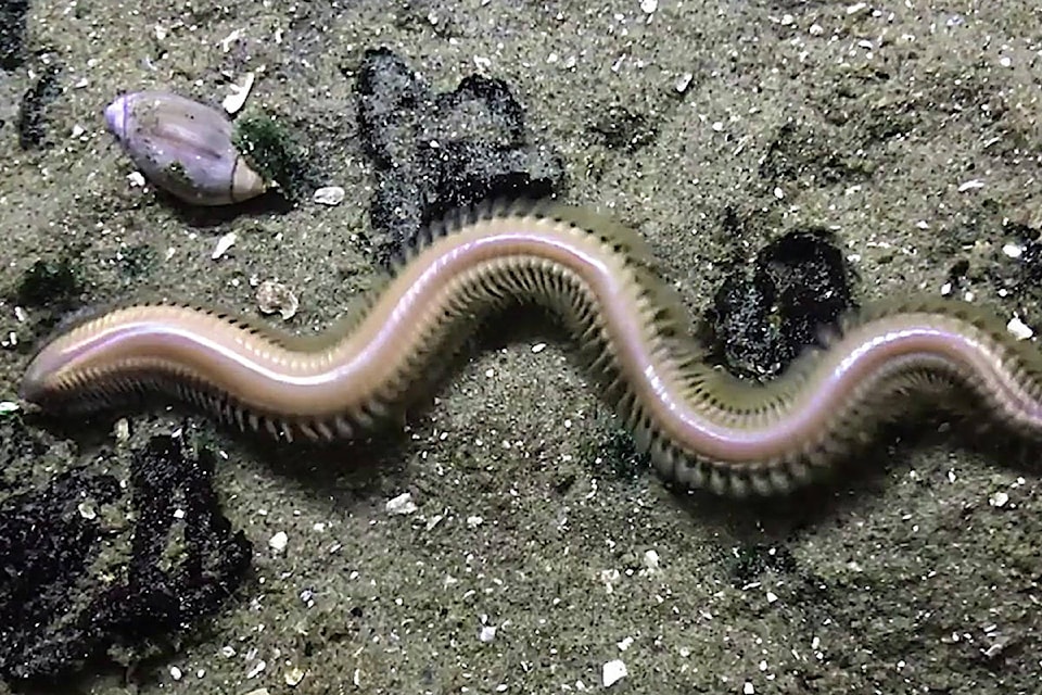 In the Facebook group, Field Naturalists of Vancouver Island, a special sighting was recently shared of some swimming polychaetes in the waters of East Sooke. Louise Page, who teaches invertebrate biology and marine biology at the University of Victoria, identified the giant swimming worms to likely be Nereis brandti, also known as “the giant piling worm.” They typically live buried in the sand during the year, but when triggered by a lunar cue, will swim up in the water column to mate. (Photo courtesy of Louise Page)