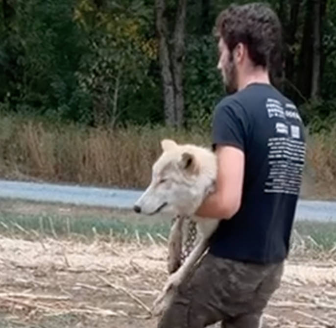 A screenshot of Cyrus Godneir carrying the a female hybrid too weak to care about stranger danger. (Submitted)