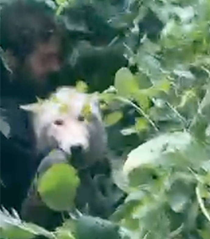 A screenshot of Cyrus Godneir saving a female hybrid from a large blueberry bramble. (Submitted)