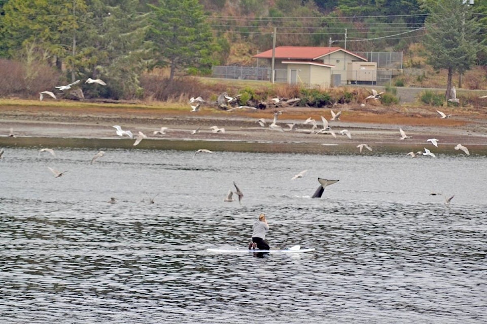 27827080_web1_220110-UWN-paddleboarder-orca-follow-up-DFO_1