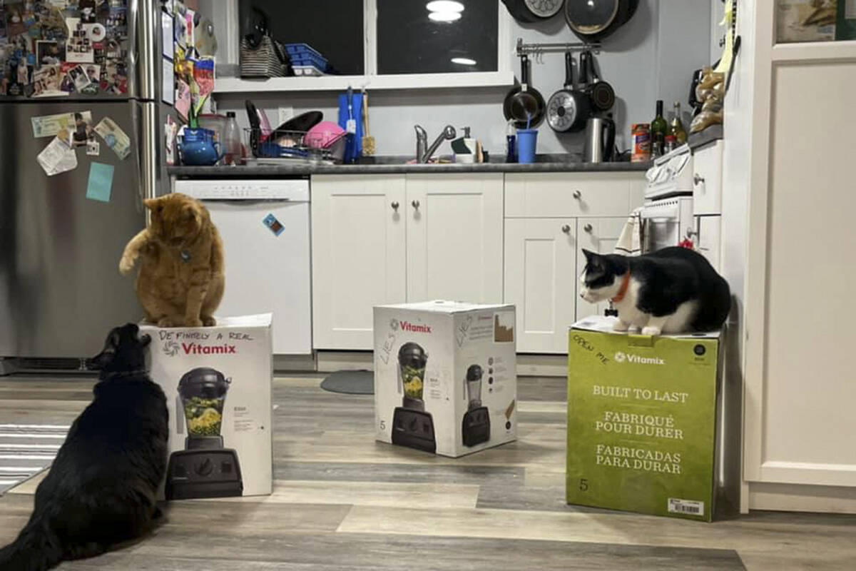 Max, George Destroyer of Worlds, and Lando Calrissian battle over the Vitamix boxes. The box containing the real blender (far right) remains under constant watch. (Facebook/Temperamental Chucklefuck and Friends)