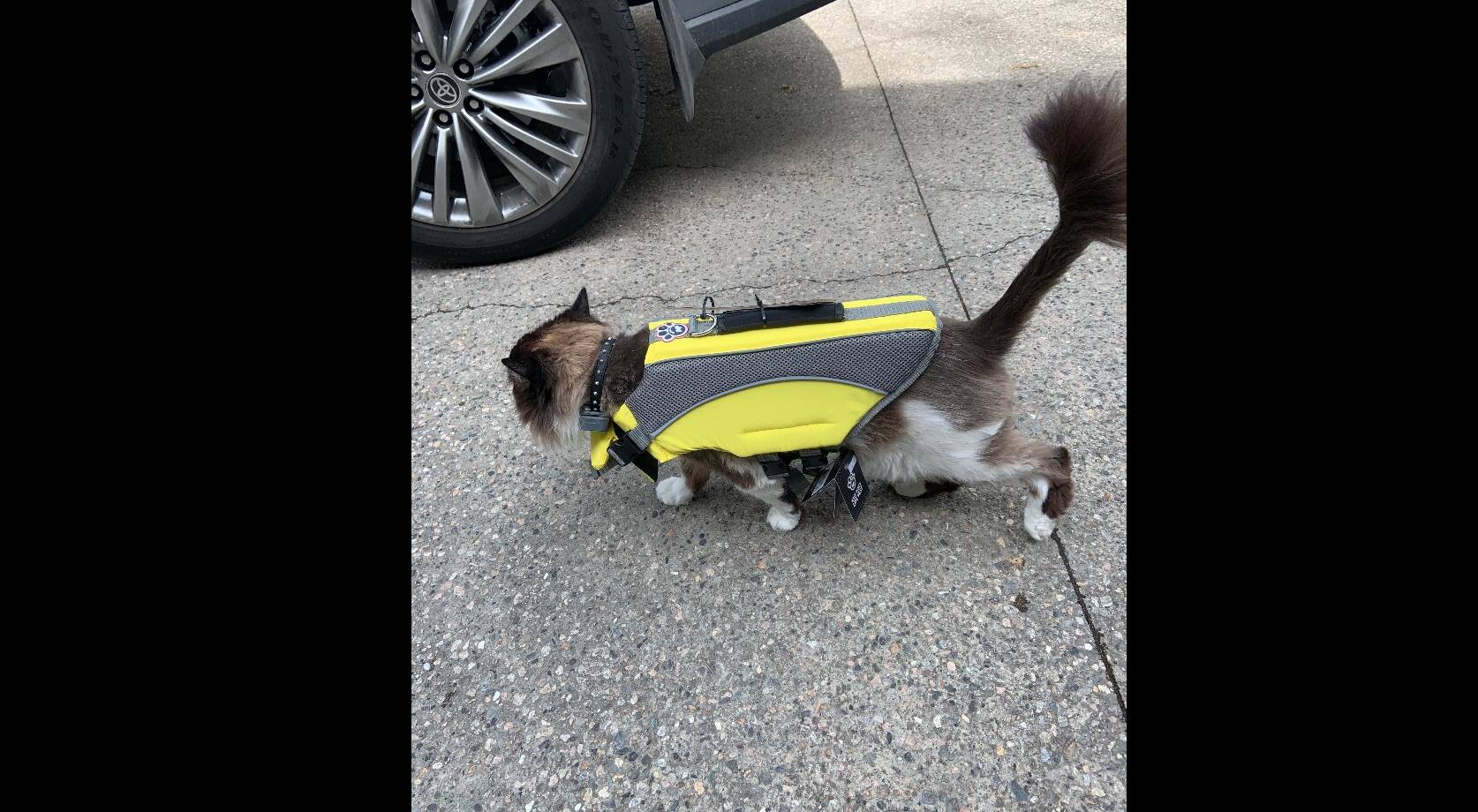 Bear wearing a life jacket to get ready for a kayak ride (Kris Stewart)