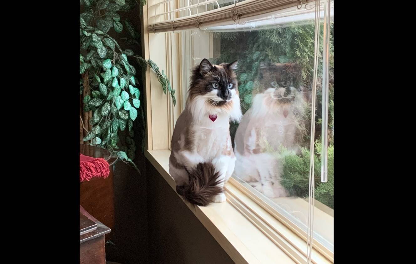 Bear resting by the window, planning his next adventure (Kris Stewart)