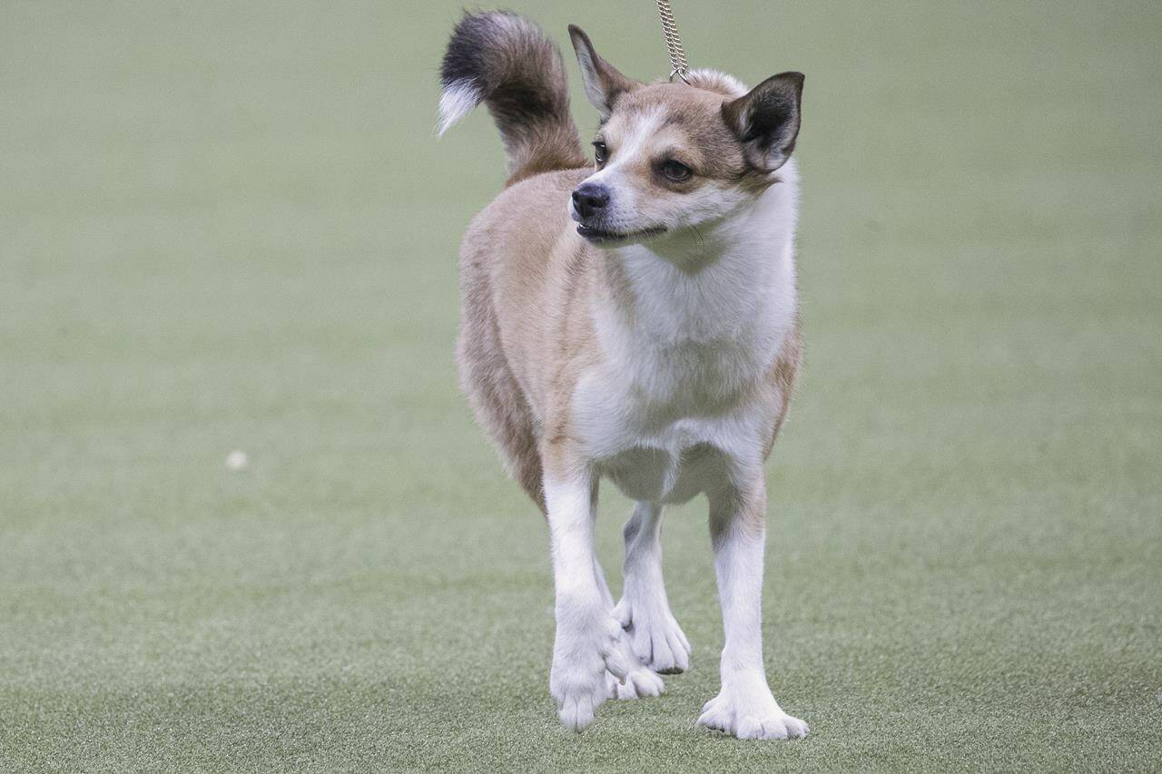 No 1 breed sales of dog 2019