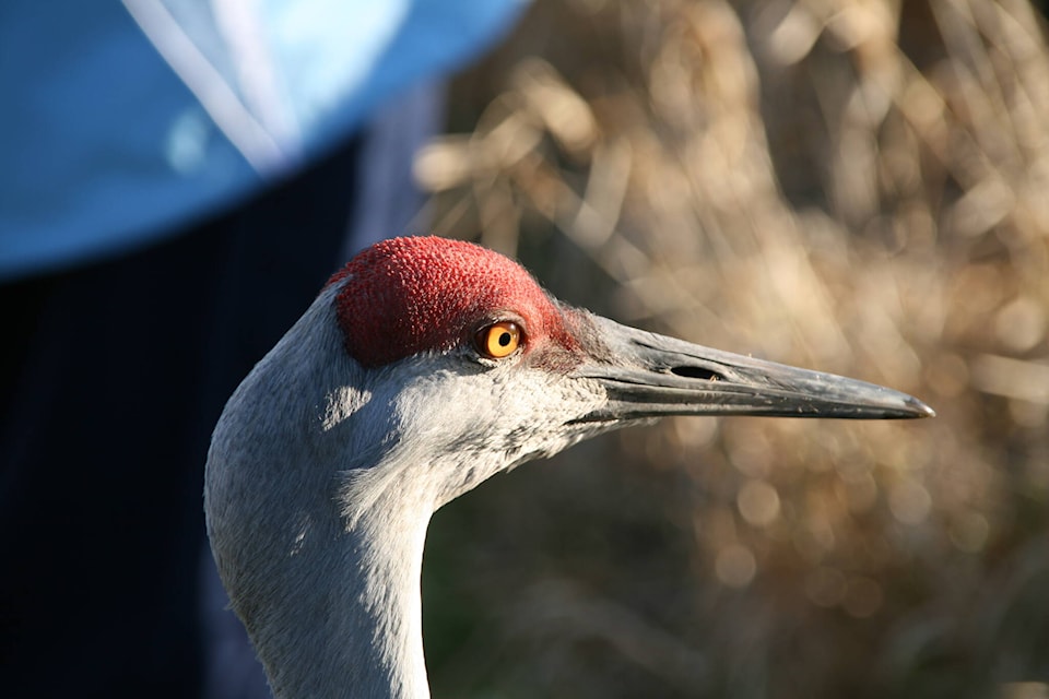 28833526_web1_220421-SIN-nature-nut-rosamund-pojar-lesser-sandhill-crane_1