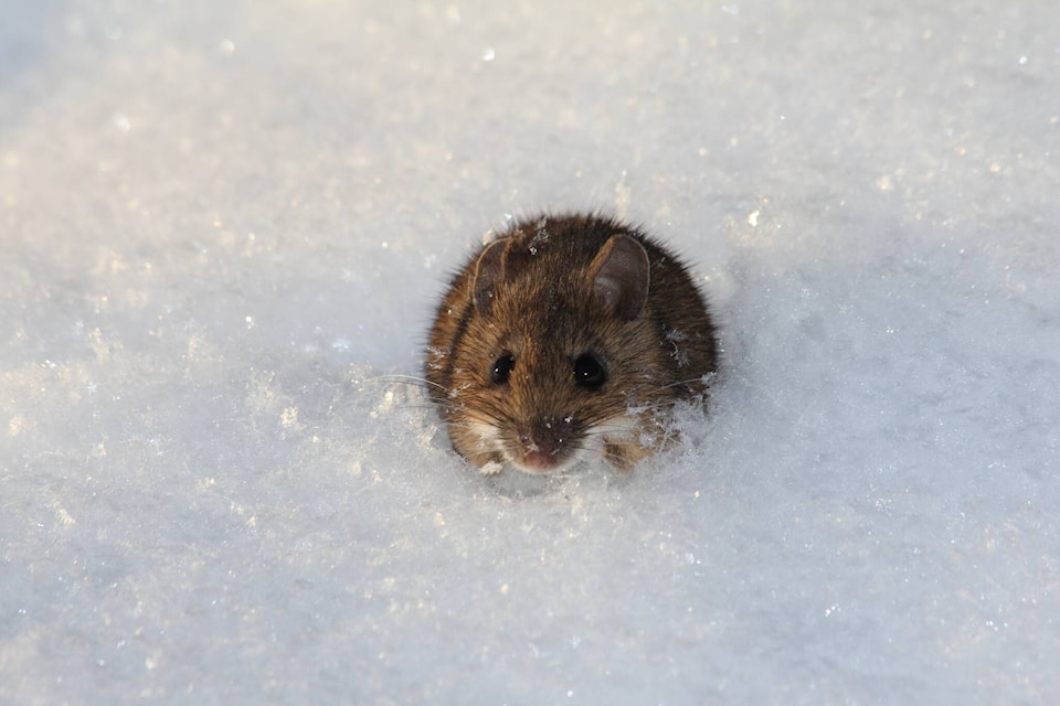 31421861_web1_230105-NSE-SIN-nature-nut-mouse-in-snow_1