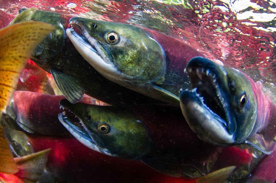 33702714_web1_230831-TST-Skeena-River-Sockeye-Limit_1