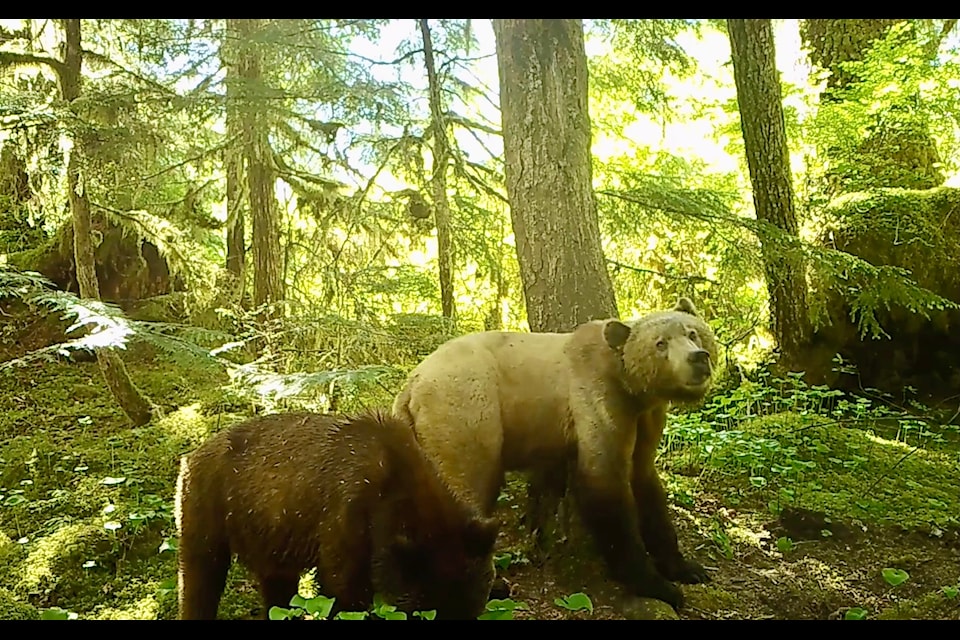 Arthur and Isa's image from fall last year in the Bella Coola area. (The Grizzly Bear Foundation/Dr. Lana Ciarniello)