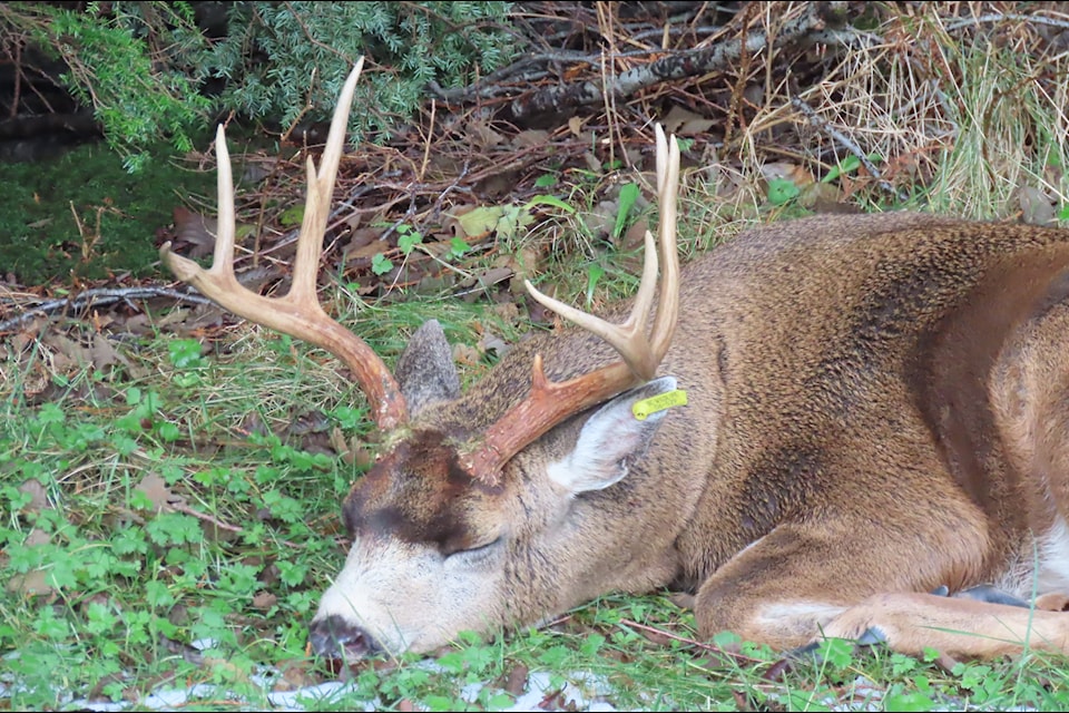 A buck appeared in a woman's yard in Prince Rupert on Nov. 20. Photo: Submitted, Joan Dudoward