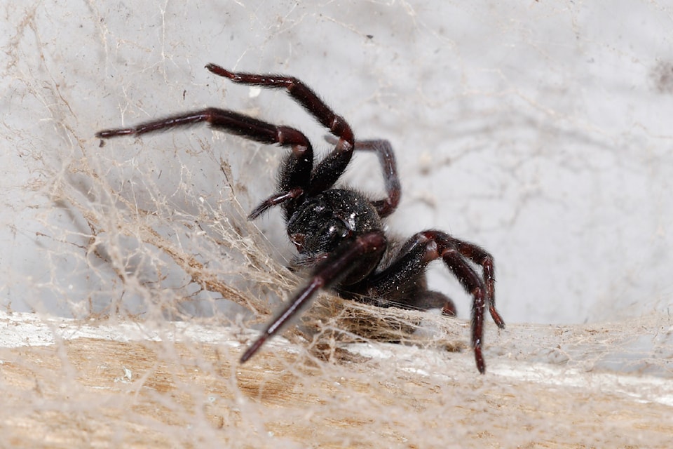 black_house_spider02
