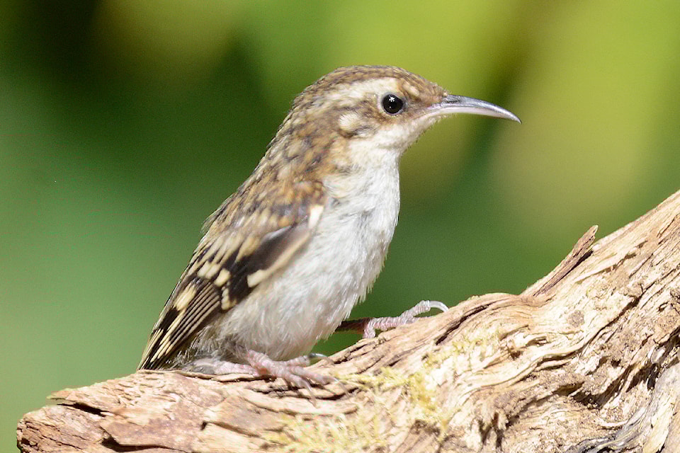 brown_creeper