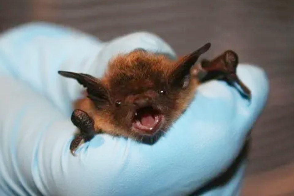 littlebrownbat