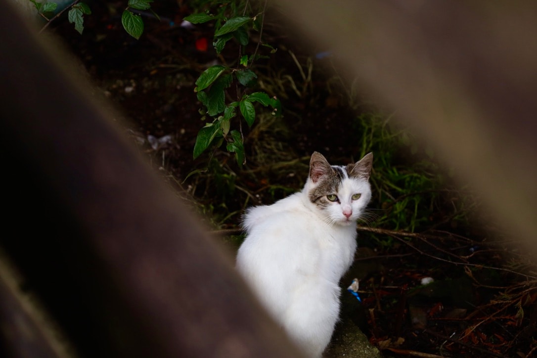 Pet Expo in Prince Rupert to raise funds for feral cats