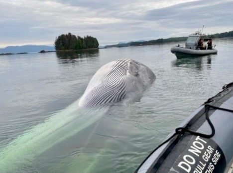 240911-dead-fin-whale