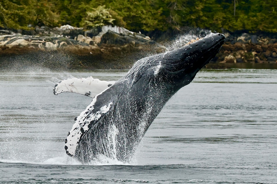 Groups from about 30 cruise ships stopped by to tour with Prince Rupert Adventure Tours for whale-watching this summer. Photo: Captain Doug Davis, Adventure Tours Prince Rupert