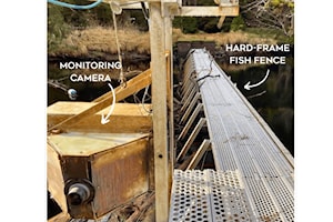Nearly $100K award fuels salmon stewardship projects in Haida Gwaii