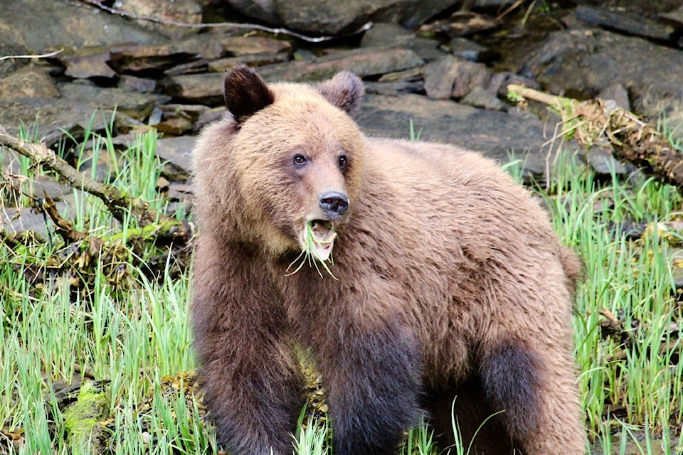 A grizzly bear relishes sedge grass at the Khutzeymateen Grizzly Bear Sanctuary near Prince Rupert on May 22, 2025.