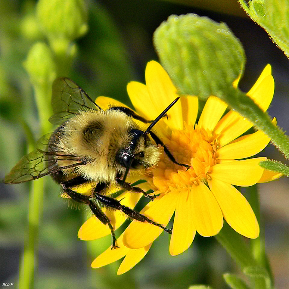 bumble-bee