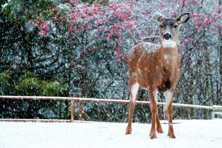 4092princerupertWEB.Deer-In-Snow.SL