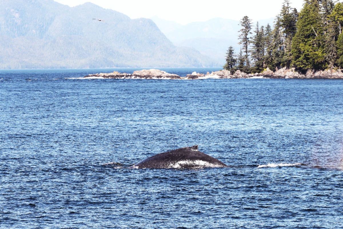 Past year sees Increase in whale activity, marine research in Prince Rupert waters
