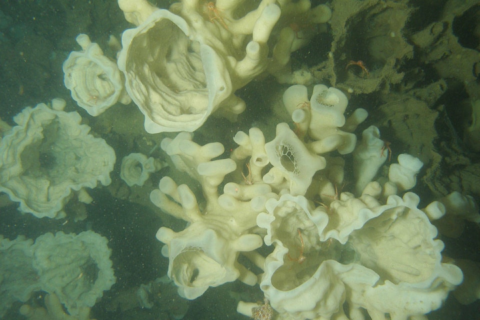 9318165_web1_WEBChatham_Sponge_Reef.DFOphoto
