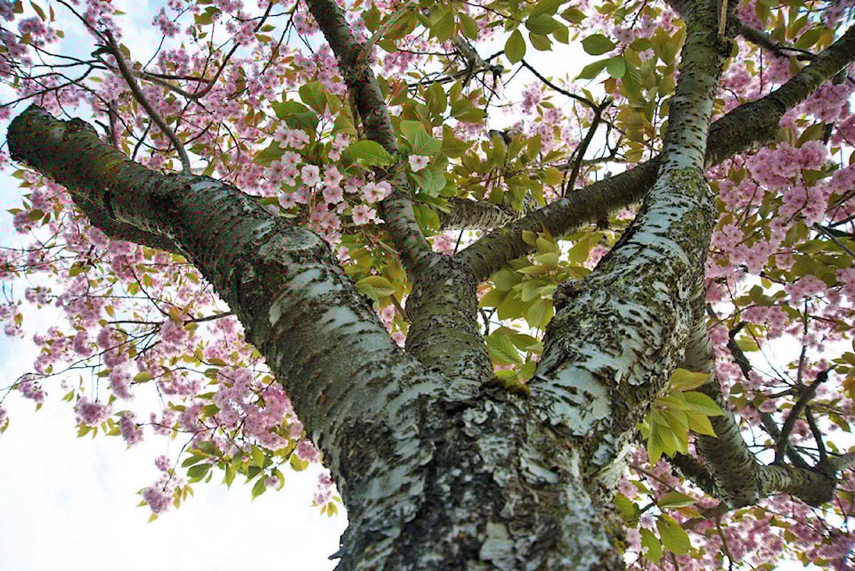 11173743_web1_WEB-PRU-CherryTrees.2.PhuongNguyenPhoto