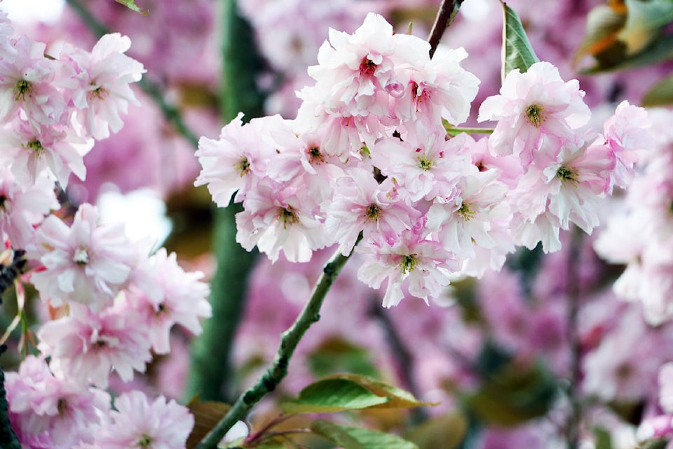 11182827_web1_Cherry-Blossoms.SL