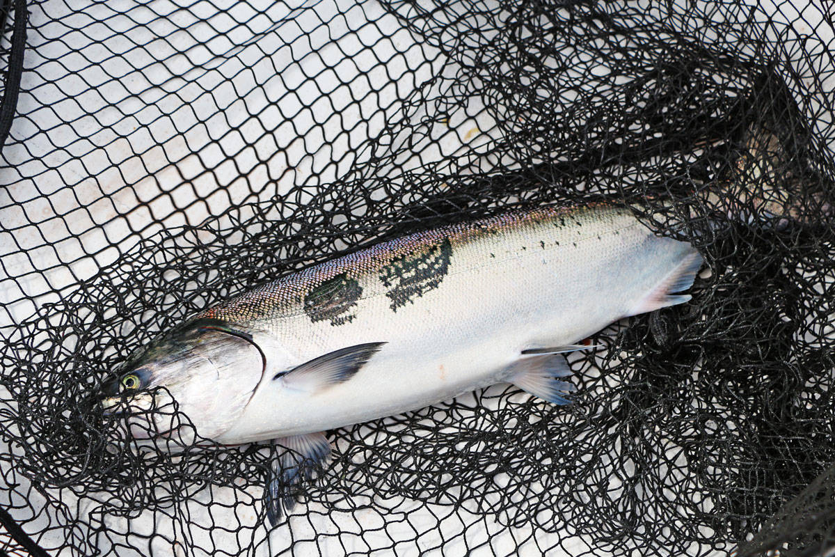 11822799_web1_WEB-PRU-ChinookSalmon.SL