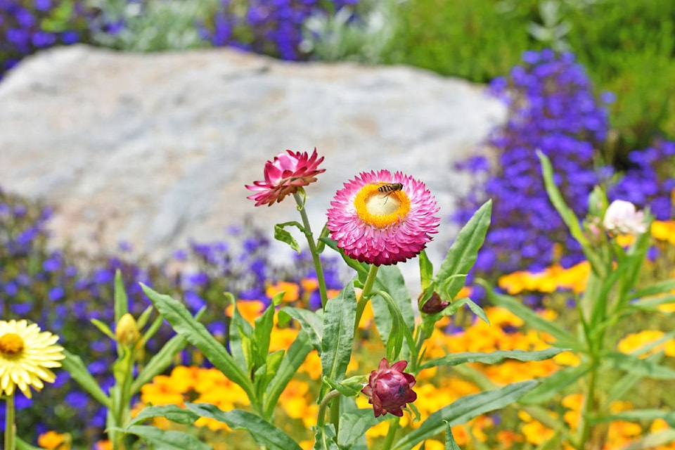 12840647_web1_PRINT.flowers.4.KL