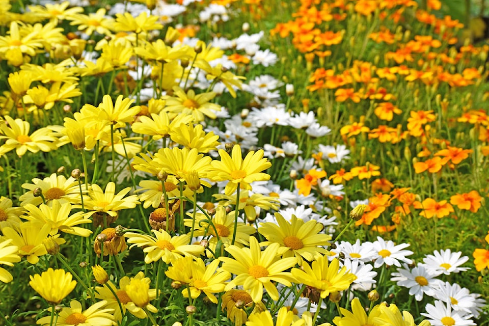 12840647_web1_PRINT.sunken.garden.flowers.3.KL