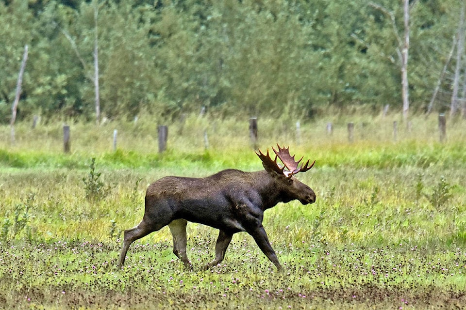 15224508_web1_Moose