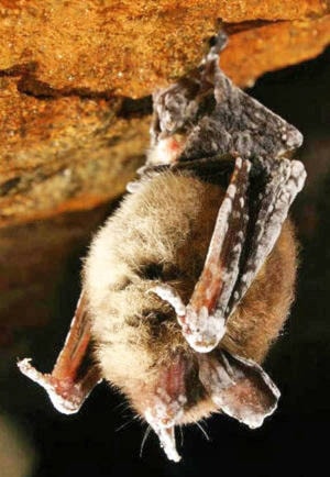 15691671_web1_Little-Brown-Bat-with-White-nose-syndrome--Alan-Hicks--New-York-State-Department-of-Environmental-Conservation