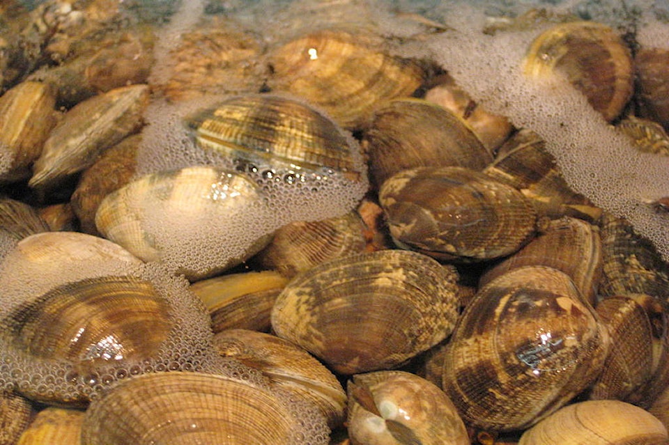 16068486_web1_1024px-Clams