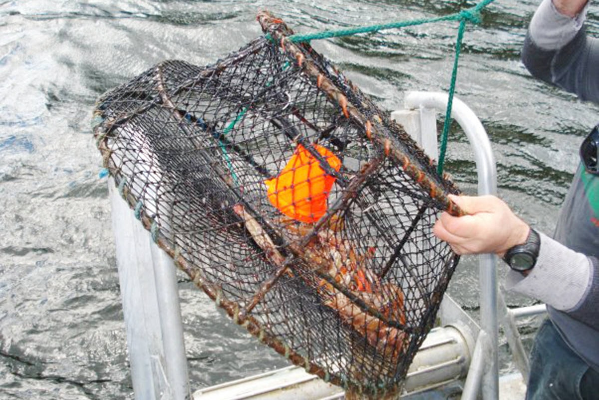 Recreational crab, prawn and other shellfish harvesting in B.C.