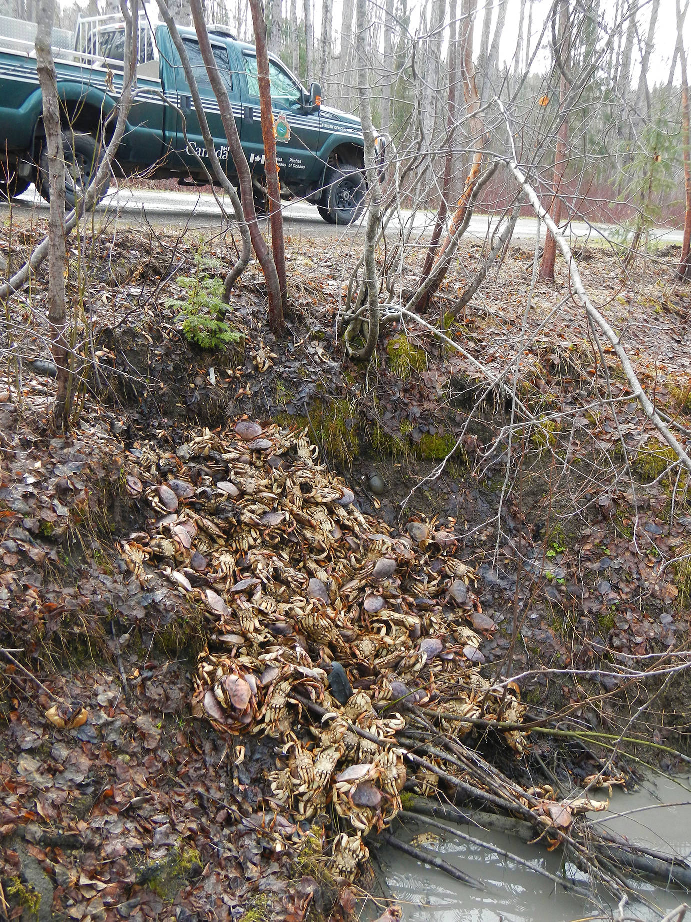 16563999_web1_190502-TST-second-dungeness-crab-dump-found-2_1