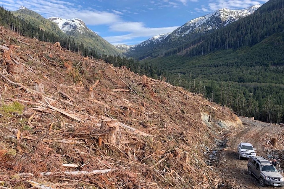 17427220_web1_190624-BPD-M-Old-growth-forest-clearcut-Schmidt-Creek