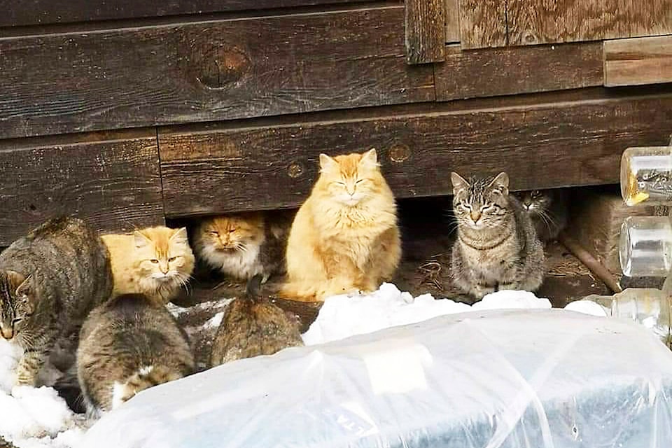 18118652_web1_190320-SAA-Feral-cats