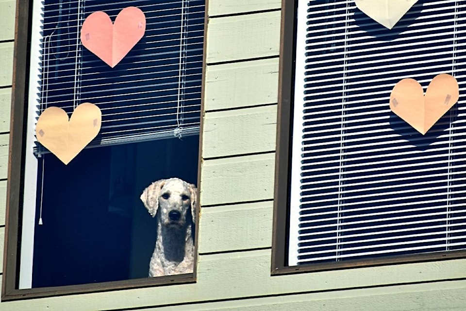 Bright window adornments, some complete with furry friends, painted Prince Rupert into a rainbow prism of colour on Easter weekend. The hearts of love send messages of hope and support during the COVID-19 pandemic. (Photo: K-J Millar/The Northern View)