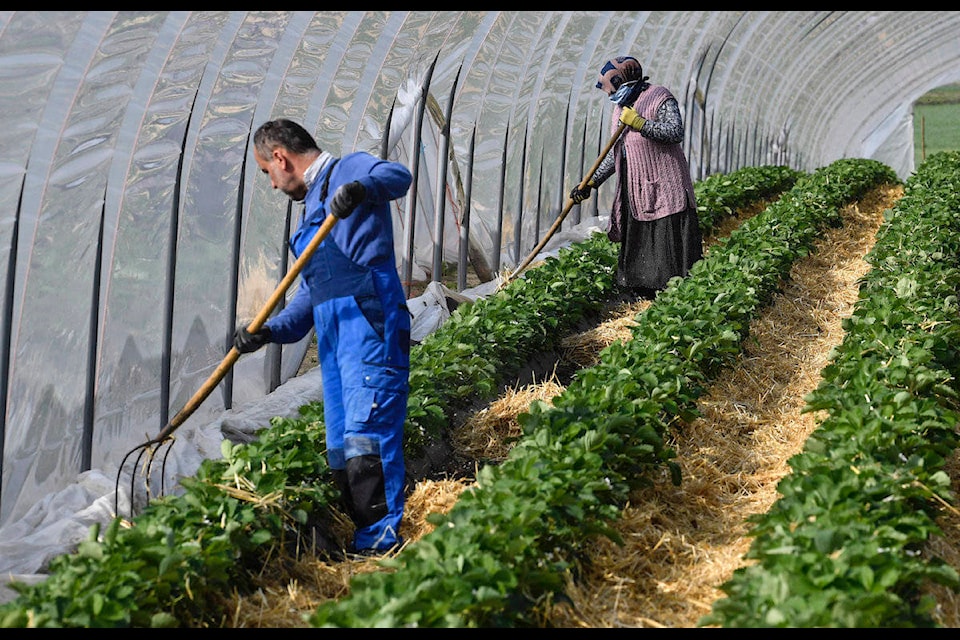 Local seasonal workers work at a strawberry field in Bottrop, Germany, Friday, April 17, 2020. Thousands of seasonal workers from Eastern Europe arrive with special flights to work in in secured groups at German farms because of the new coronavirus outbreak. Farms across Europe are facing a labour deficit as a result of the closed borders due to the COVID-19 pandemic. (AP Photo/Martin Meissner)