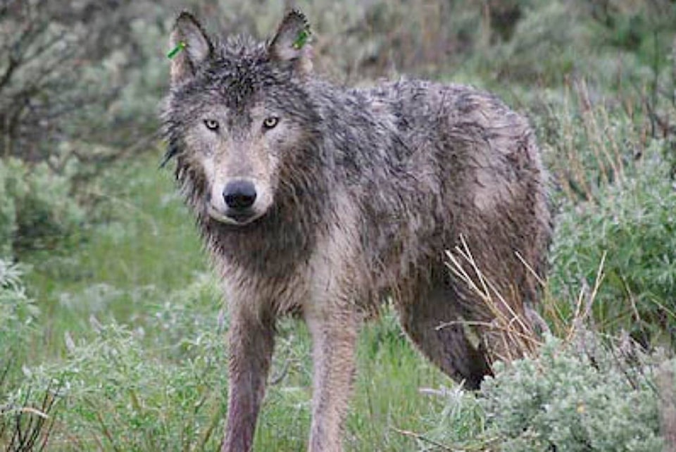 21695964_web1_200604-PRU-Wolf-attack-on-man-wolf_1