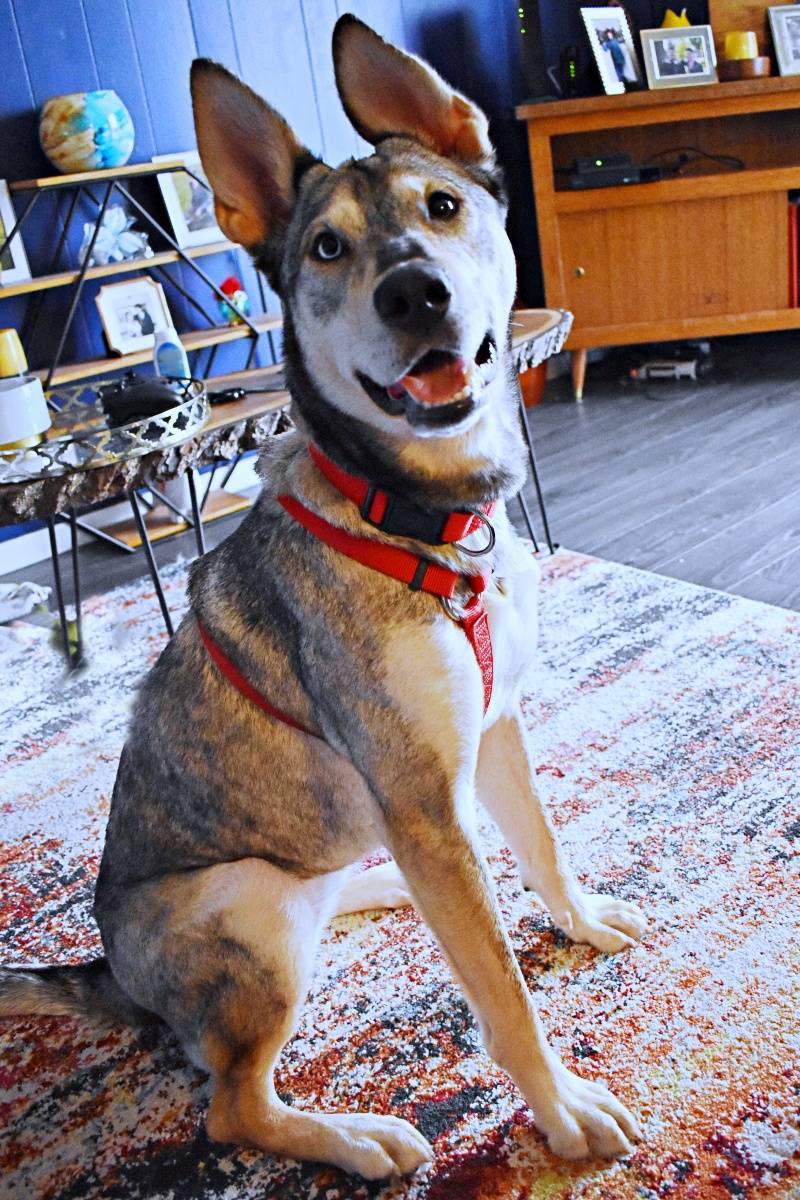 Prince sales rupert spca