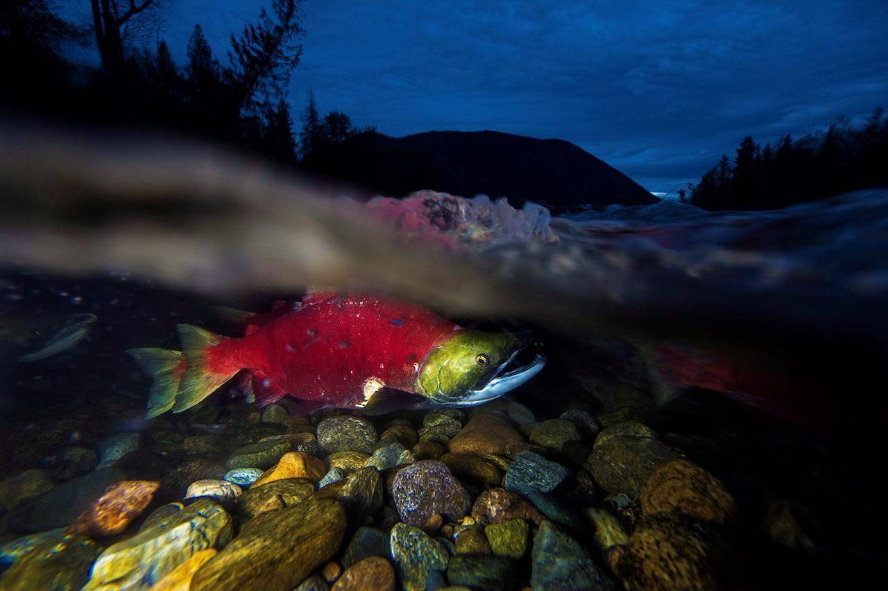 Minimal risk to wild salmon from viruses on farmed B.C. salmon: Fisheries  Department - The Northern View