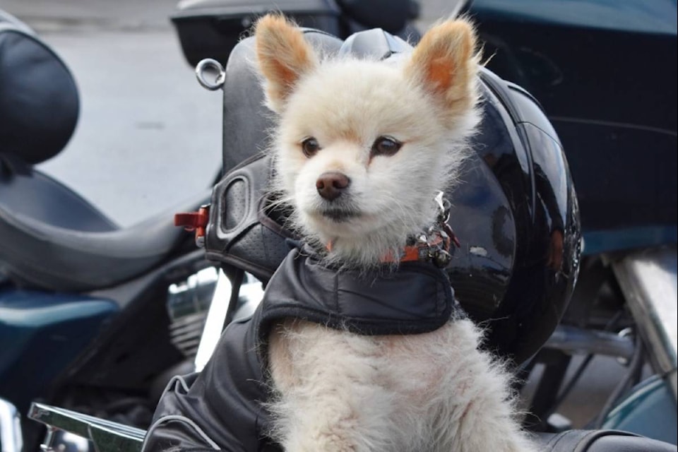 The annual Prince Rupert Harley Riders toy ride attracted bikers of all types, even fluffy ones such as Simba, on Sept. 26, 2020. For more on the annual event, see Page 7.