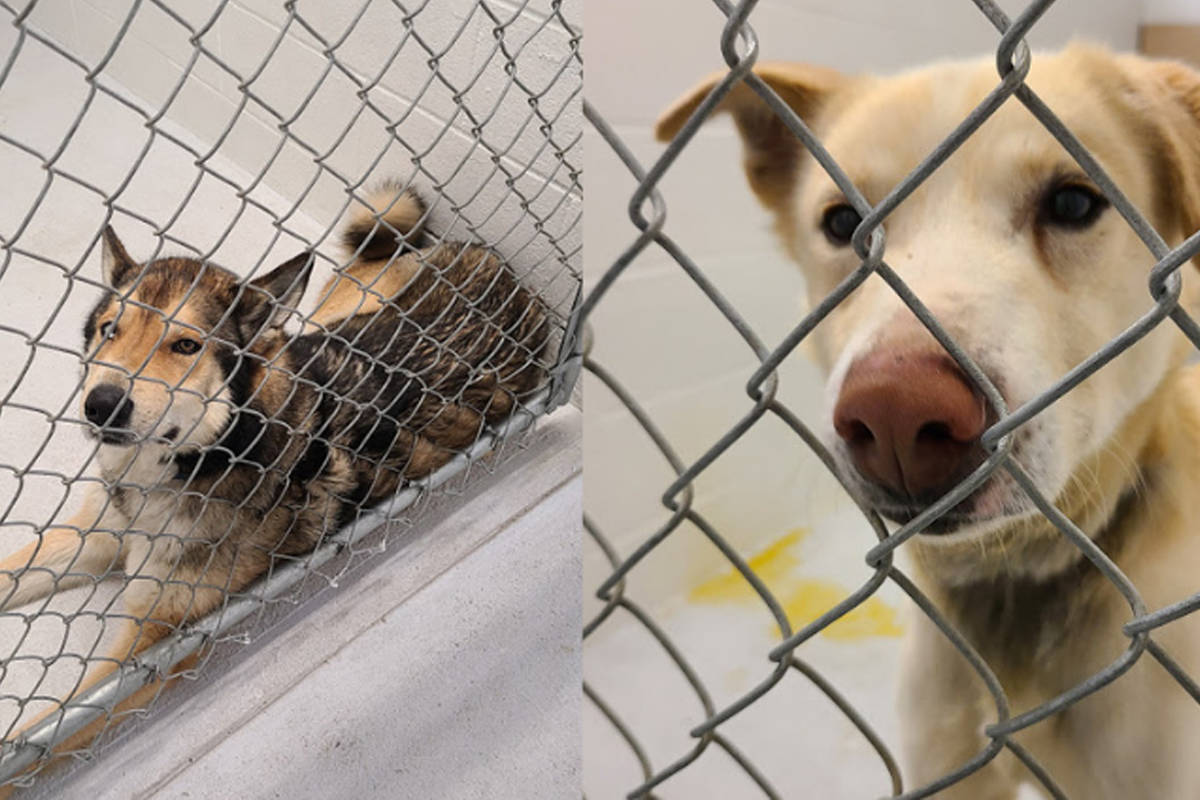 BC SPCA seize 40 sled dogs from Kootenay kennel The Northern View