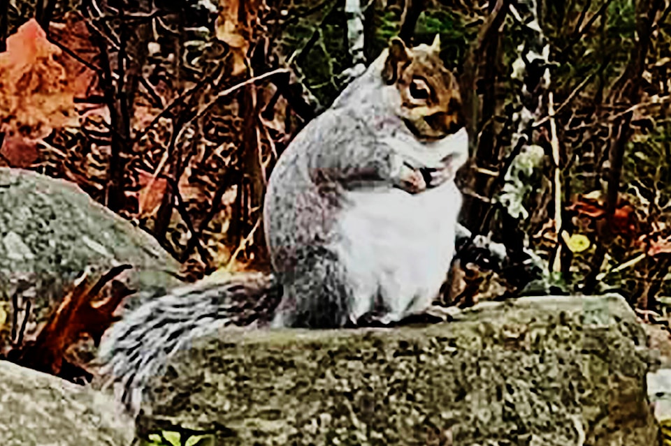 27482697_web1_211210-CPW-Ginormous-Squirrel-tubby_1