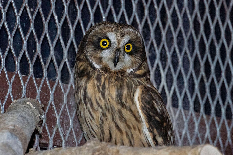 A short-eared owl residing at the Prince Rupert Wildlife Rehab Shelter. Canada observes national bird day on Jan. 5 each year. (Photo: Norman Galimski/The Northern View)