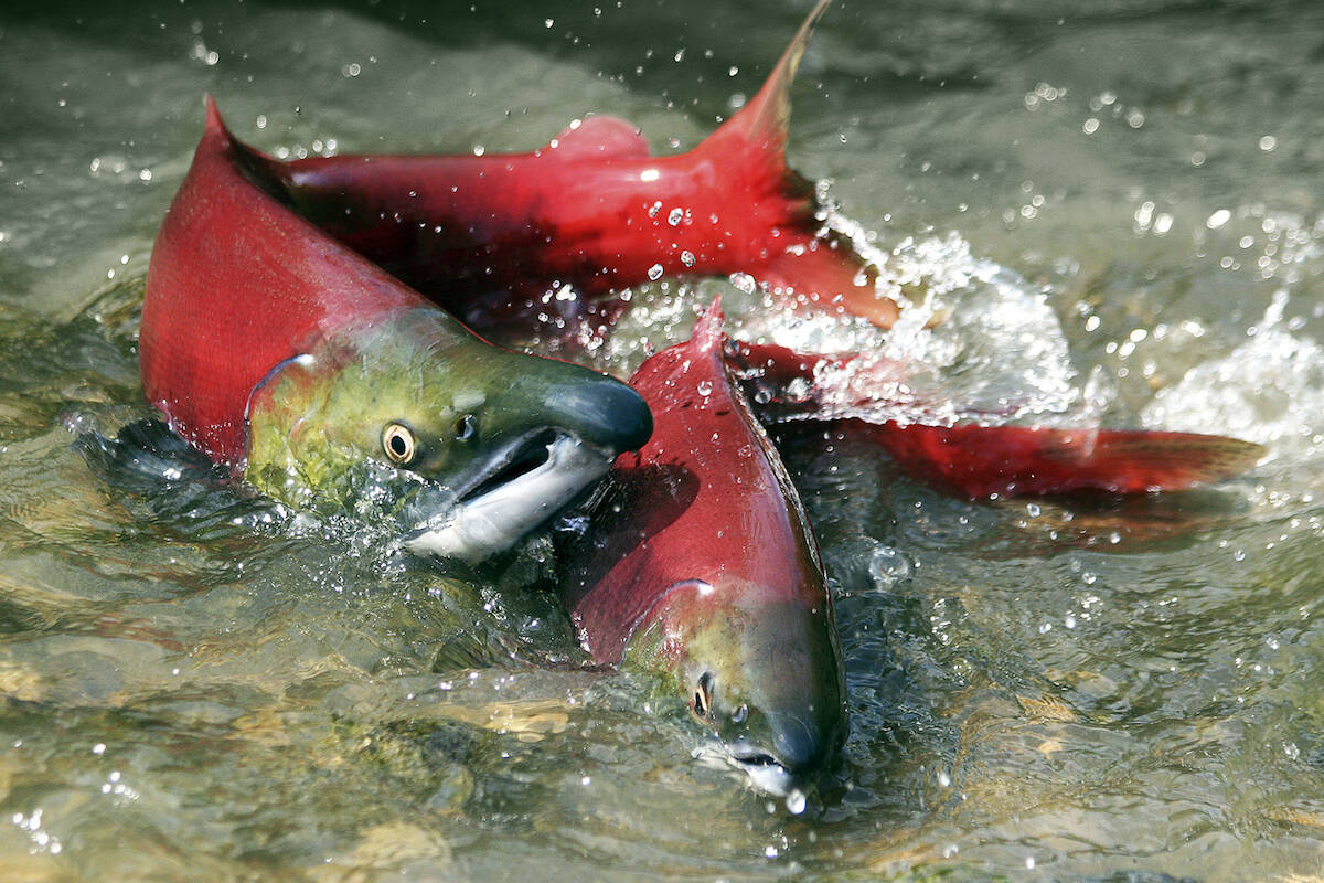 Skeena River First Nations outraged by Alaskan fisheries interception of  salmon - The Northern View