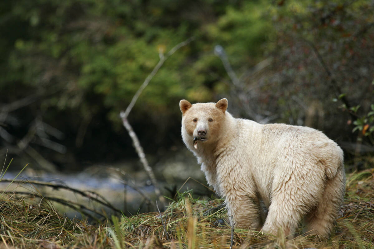 Coastal First Nations hope black bear hunting ban revives Spirit bear  populations - The Northern View